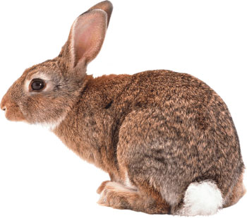 Immagine di un coniglio
