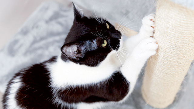 Immagine di un gatto anziano che si affila le unghie al tira graffi