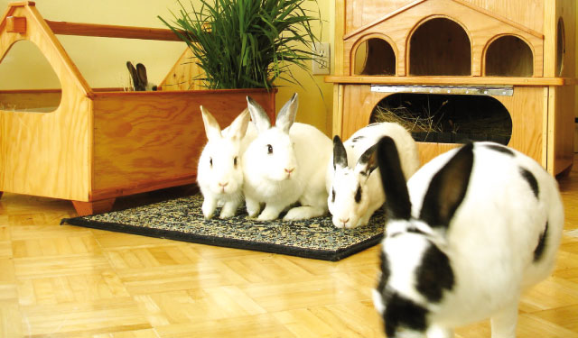 Nell'immagine conigli per informazioni e consigli sulla salute del coniglio